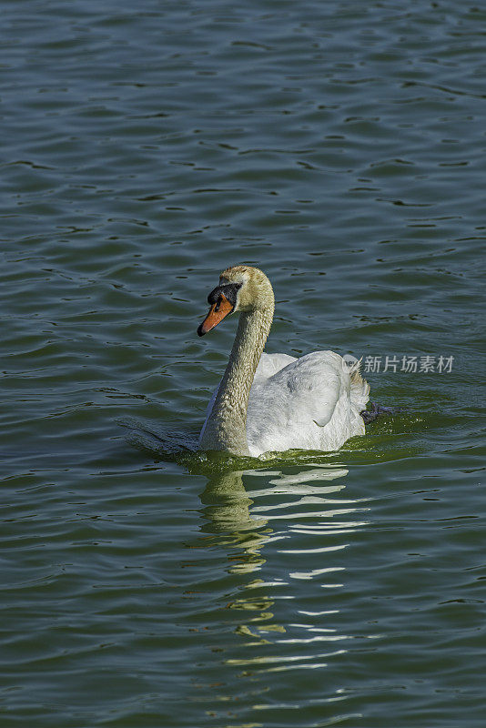 哑巴天鹅(Cygnus olor)是天鹅的一种，因此是鸭、鹅和天鹅科的一员。